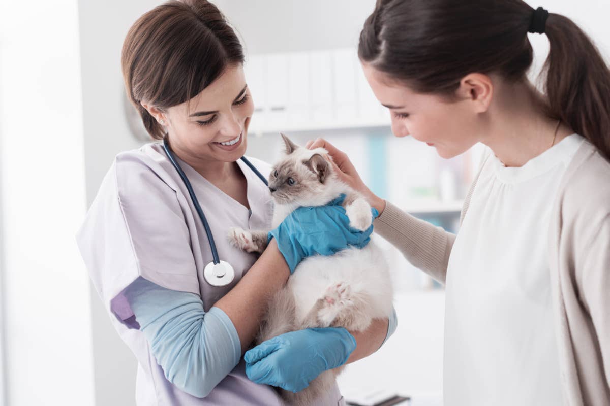 Curated visual reference: Visual Reference: Scientists Find Human Cancer Clues In House Cat Dna