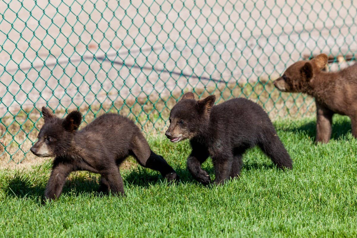 Bear Cub Ran Over Adorable Black Bear Cubs Figuring Out How To Climb Over a Fence Is ...