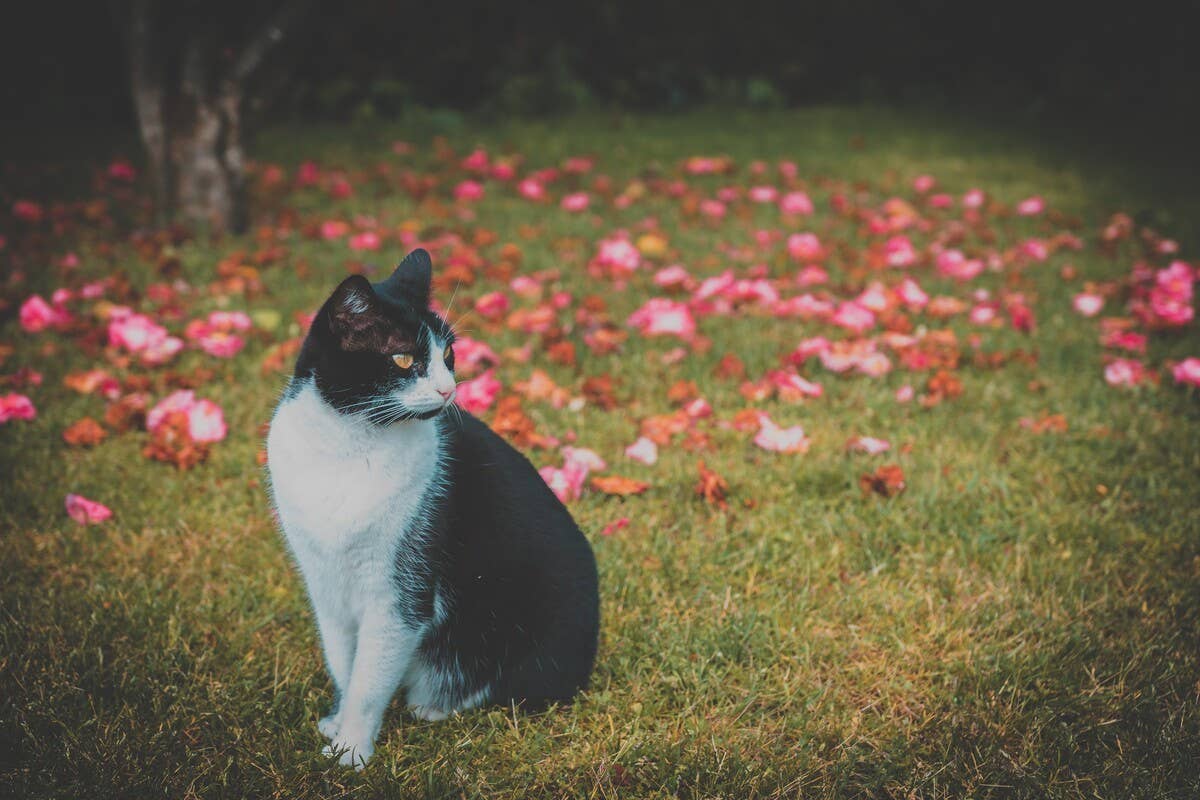 Cat Who Steals Flowers From the Neighbor’s Yard Is the Cutest Little ...