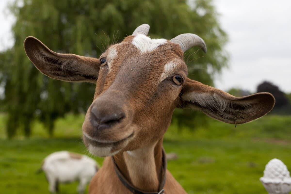 Napping Goat Goatβs βUnhingedβ Napping Position Is As Confusing As It Is Hilarious ...