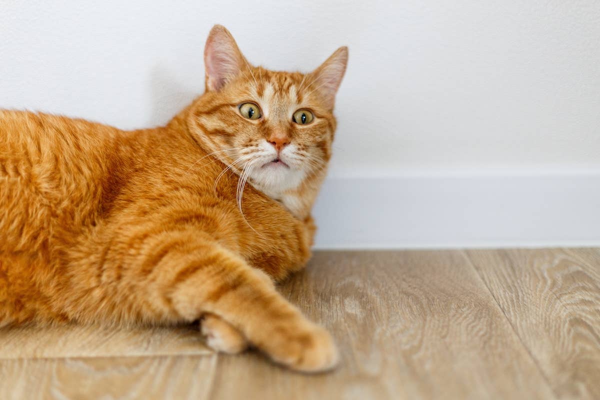 Orange Cat Shocked Face