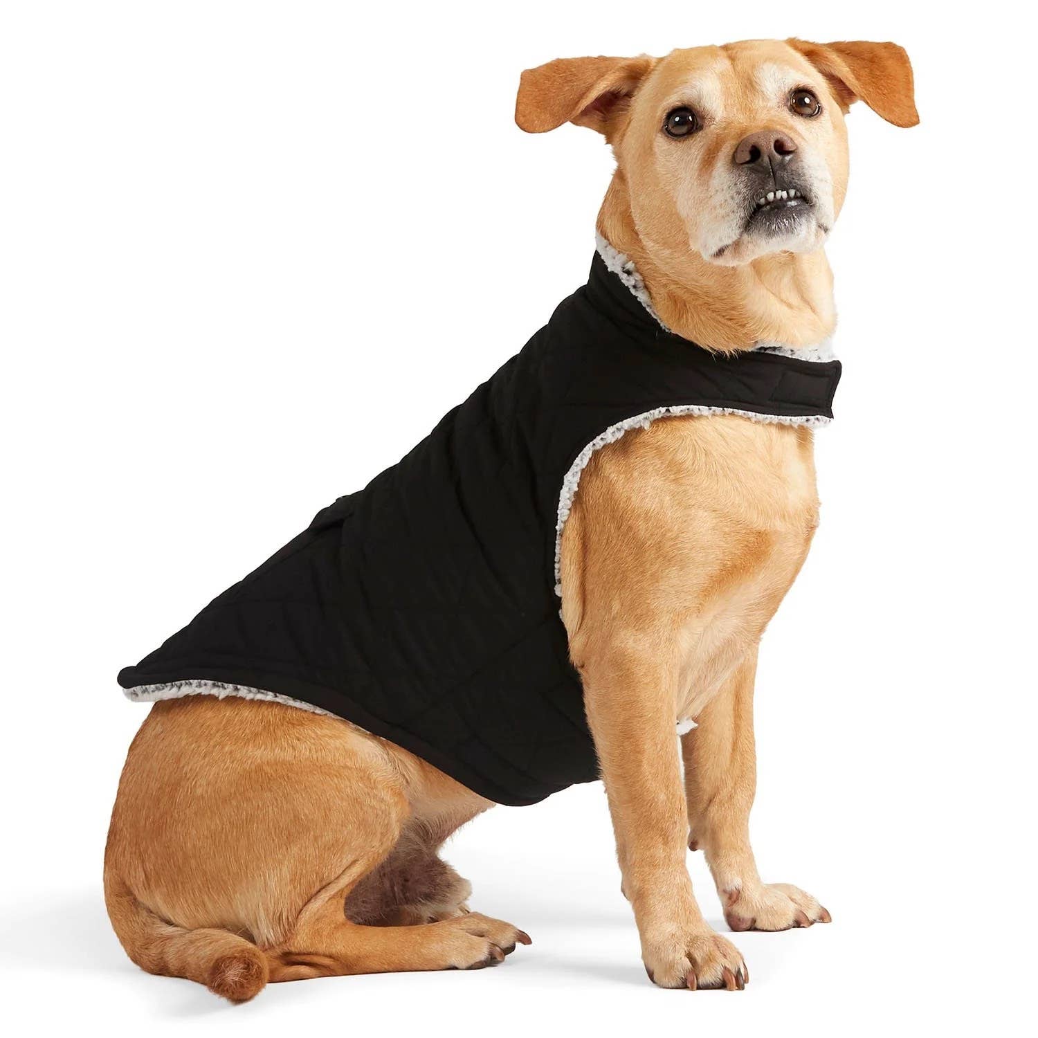 Sam's Club's 'Soft' Dog Coat Is Pup-Approved - PetHelpful