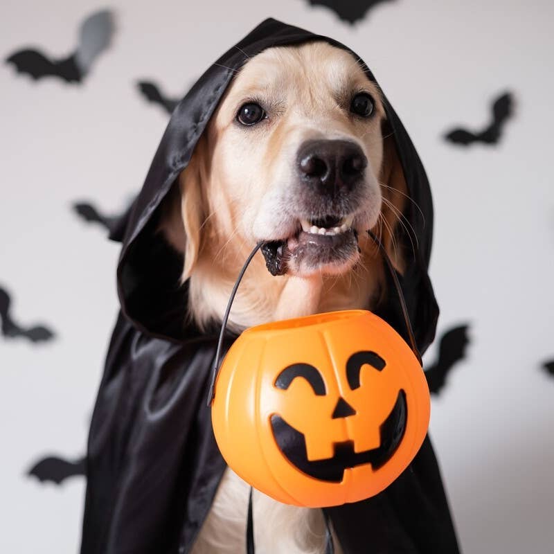 golden retriever fancy dress Golden Retriever Models Owner's Creative DIY Halloween Costumes