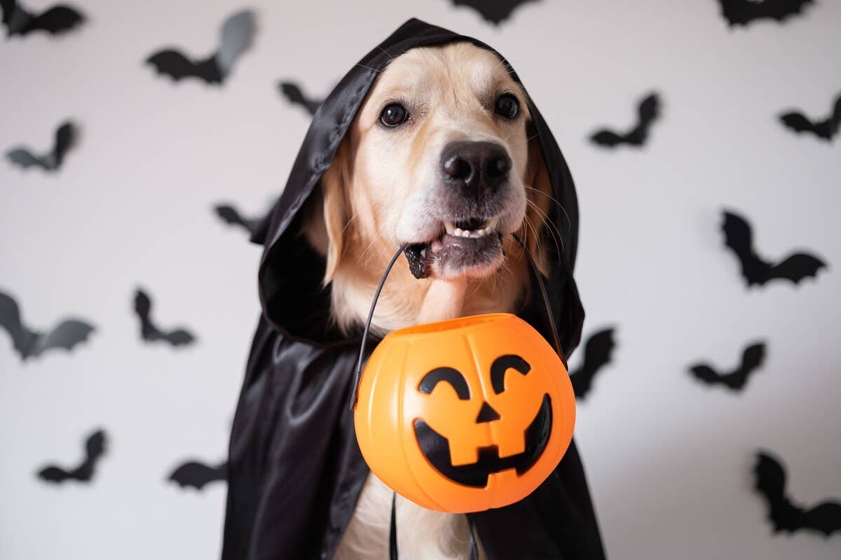 Golden Retriever Has More Perfect Halloween Costumes Than a Master of  Disguise - PetHelpful