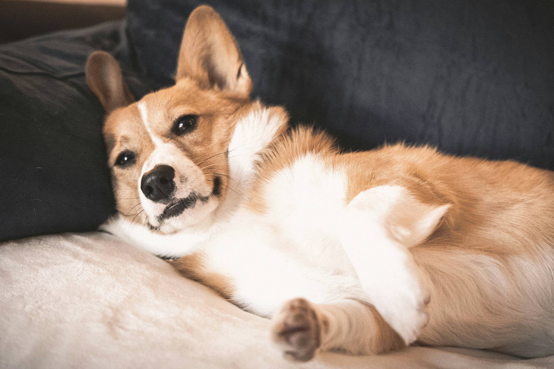 Internet-Famous Corgi Has Hilarious Reaction to Being Told to ‘Say ...