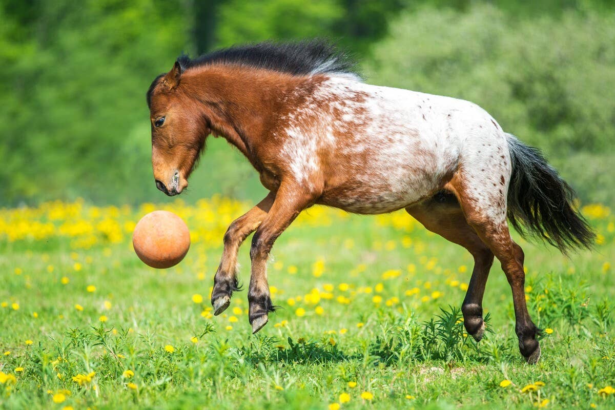 Gorgeous Horse Playing With His Giant Ball Is What True Happiness Looks ...