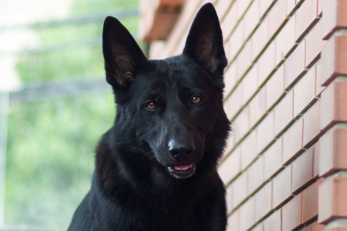 Really Gentle German Shepherd-Husky Mix Goes Into Koi Pond To Befriend ...