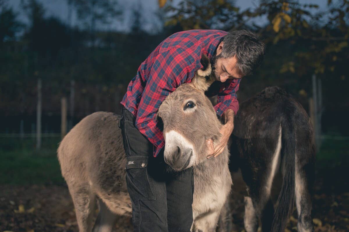 ‘Hangry’ Donkeys Demanding Food From Mom Are Like Something Out of a ...