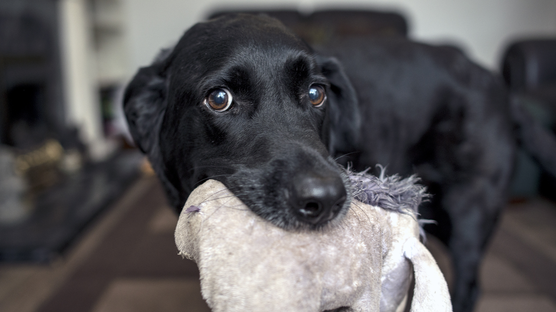Labrador Retriever Fighting for His Life Against an Evil Weed Is an ...