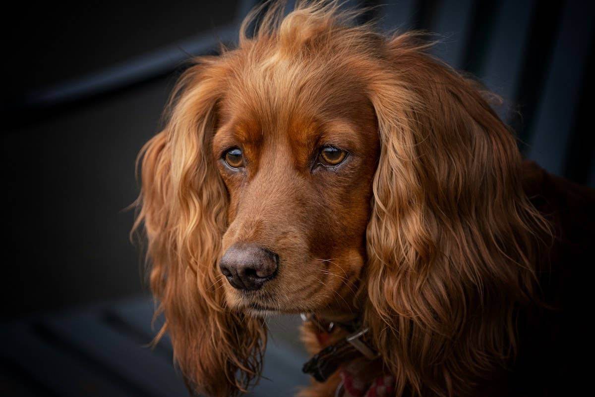 Hard-Working Service Dog Alerts Mom to Little Boy's Low Blood Sugar ...