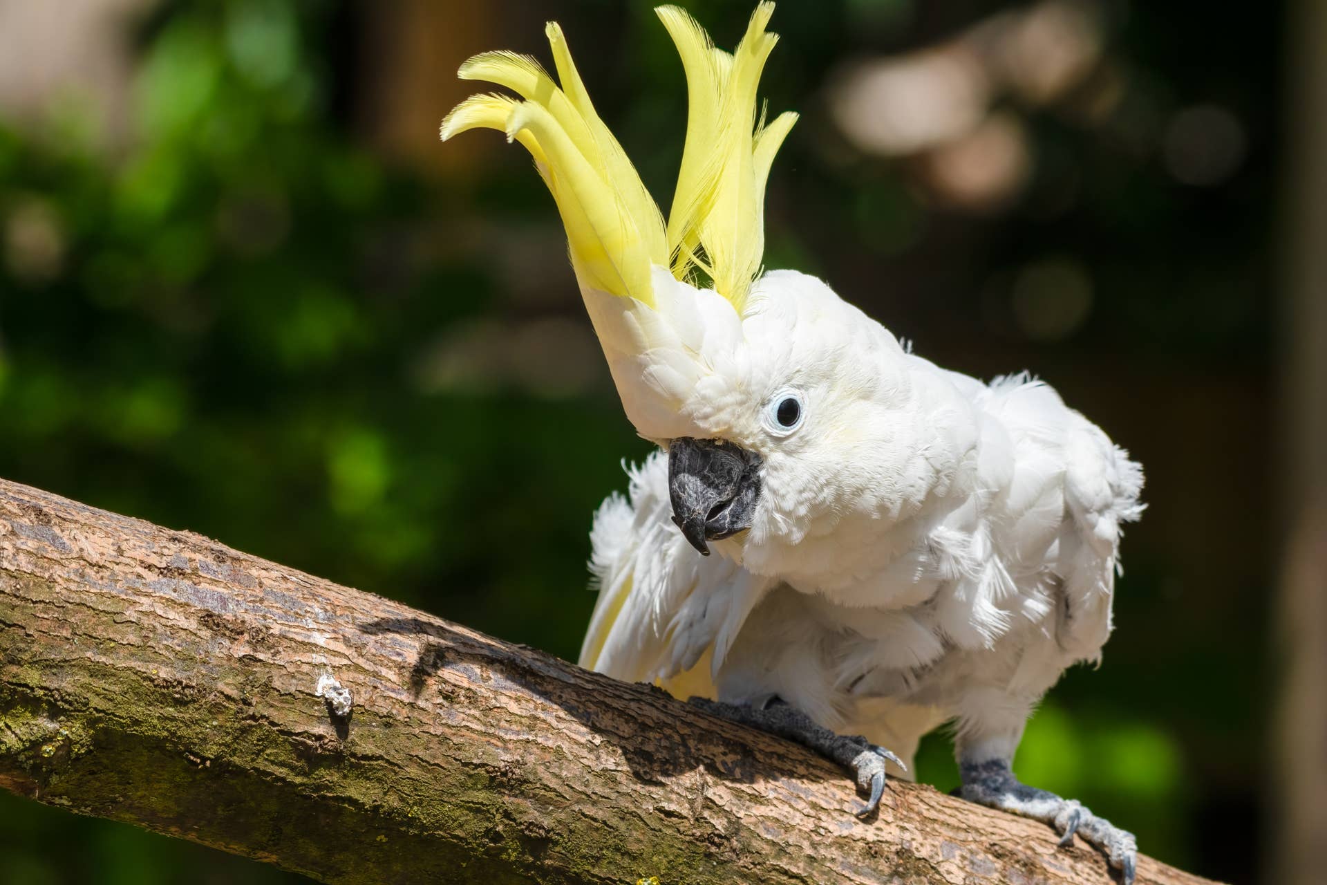 Cockatoo Dancing to the Black Eyed Peas with Dad Is Too Cute - PetHelpful