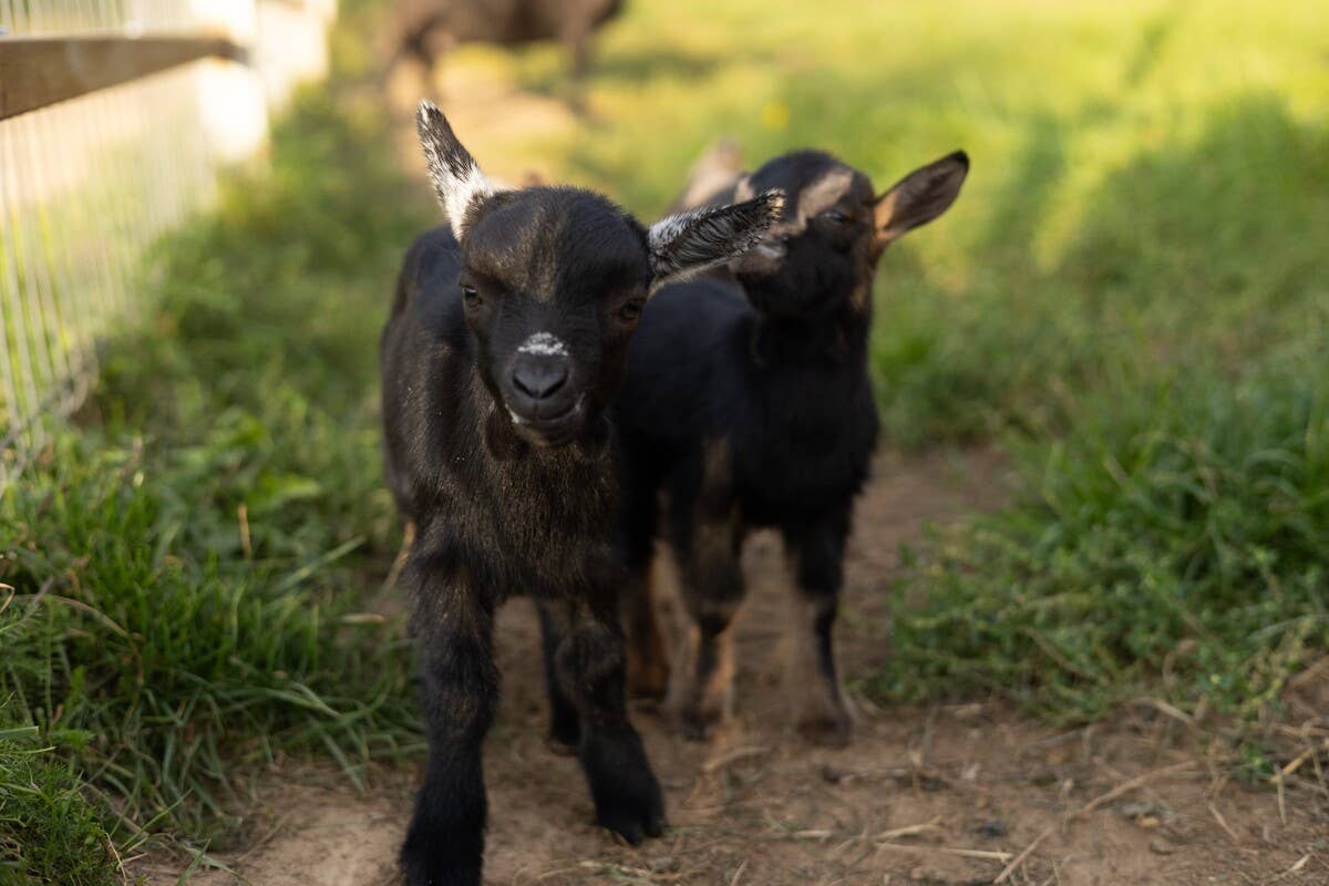 Baby Goat Meeting Her Farm Siblings for the First Time Is Full of ...