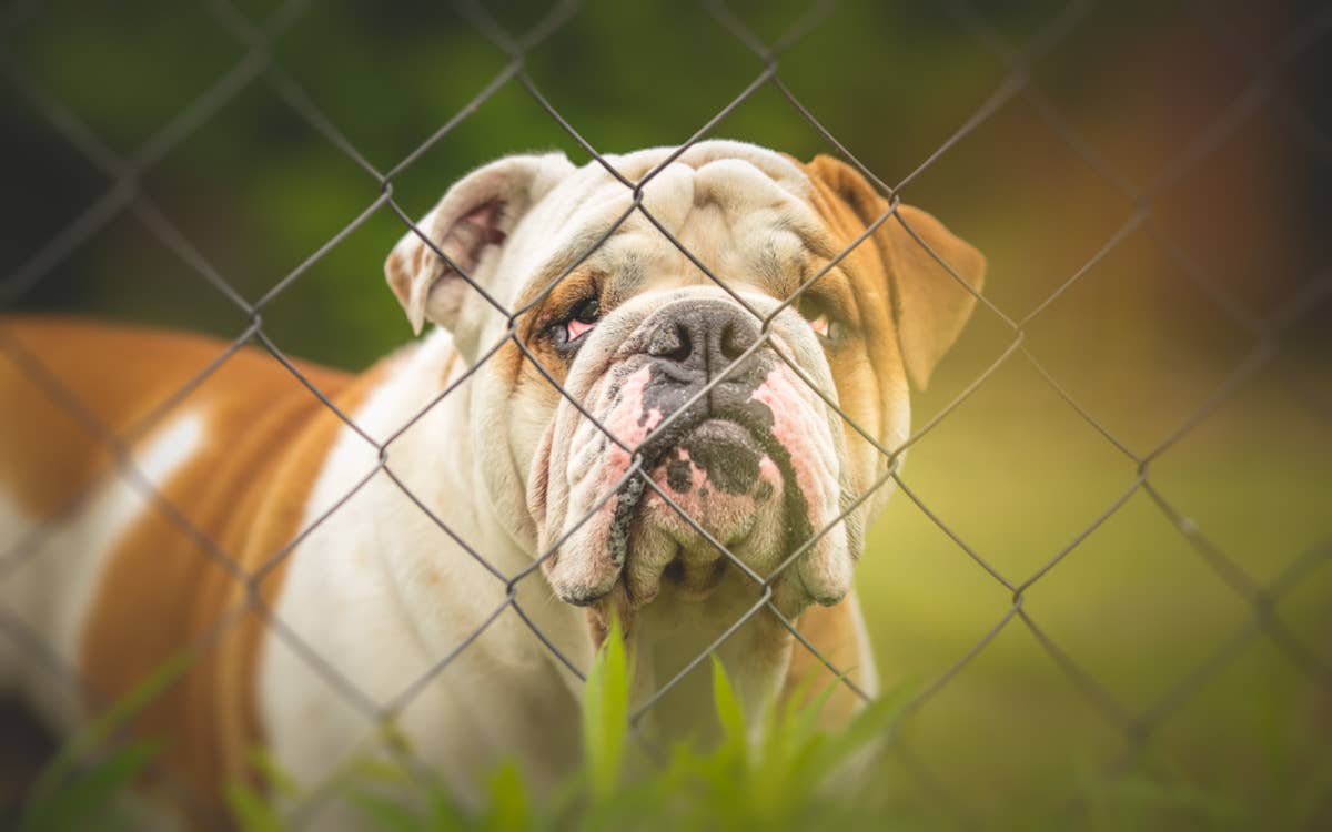 Mom Cuts Hole in the Fence So Rescued English Bulldog Can See Out and ...