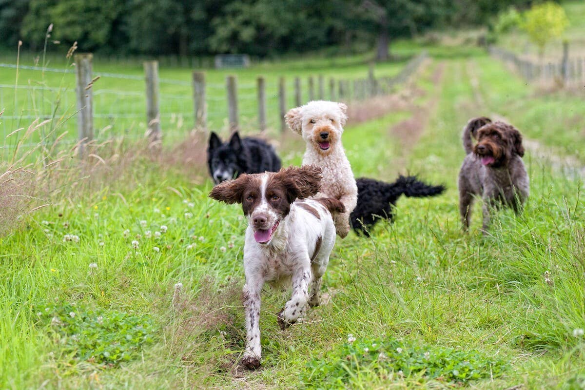 Happy ‘Reservoir Dog’ Trio Running Wild and Free Has Us Cheering ...