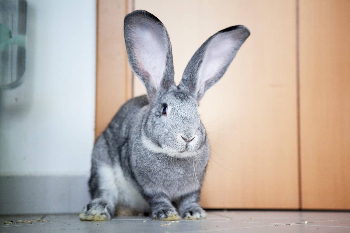 We're So Jealous of This Giant Rabbit who 'Never Worked a Day in Her ...