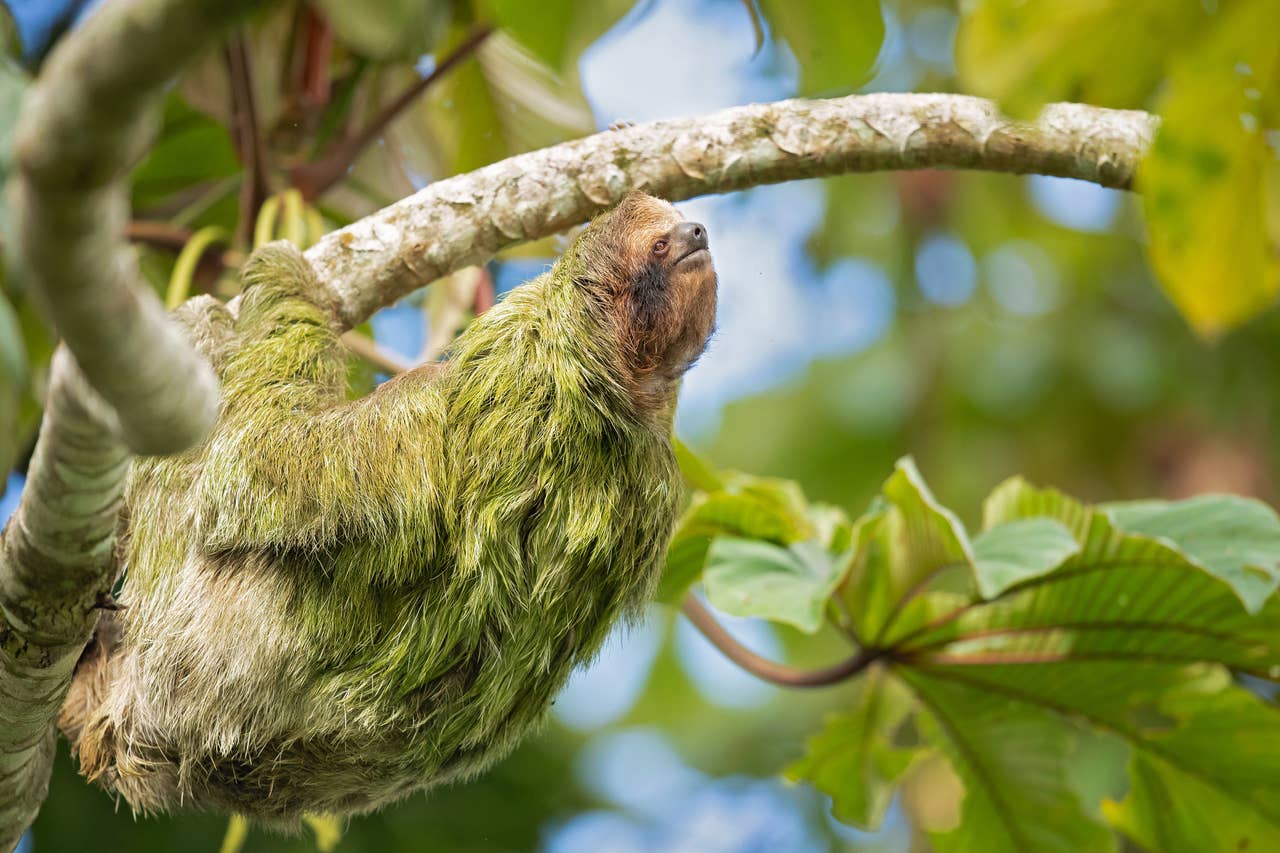 150+ Cute Sloth Names That'll Make You Say 