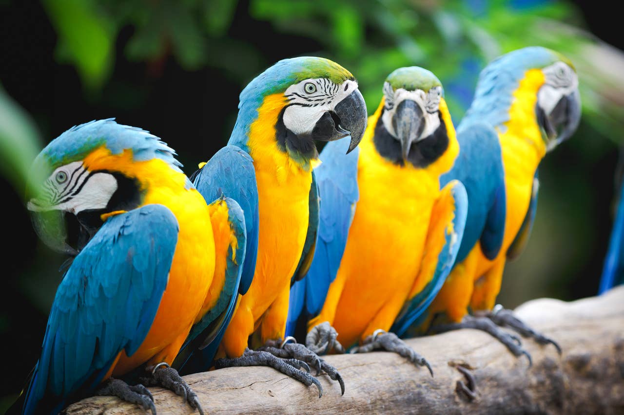 10 Best Talking Birds - Parrots You’ll Love Chatting With - PetHelpful
