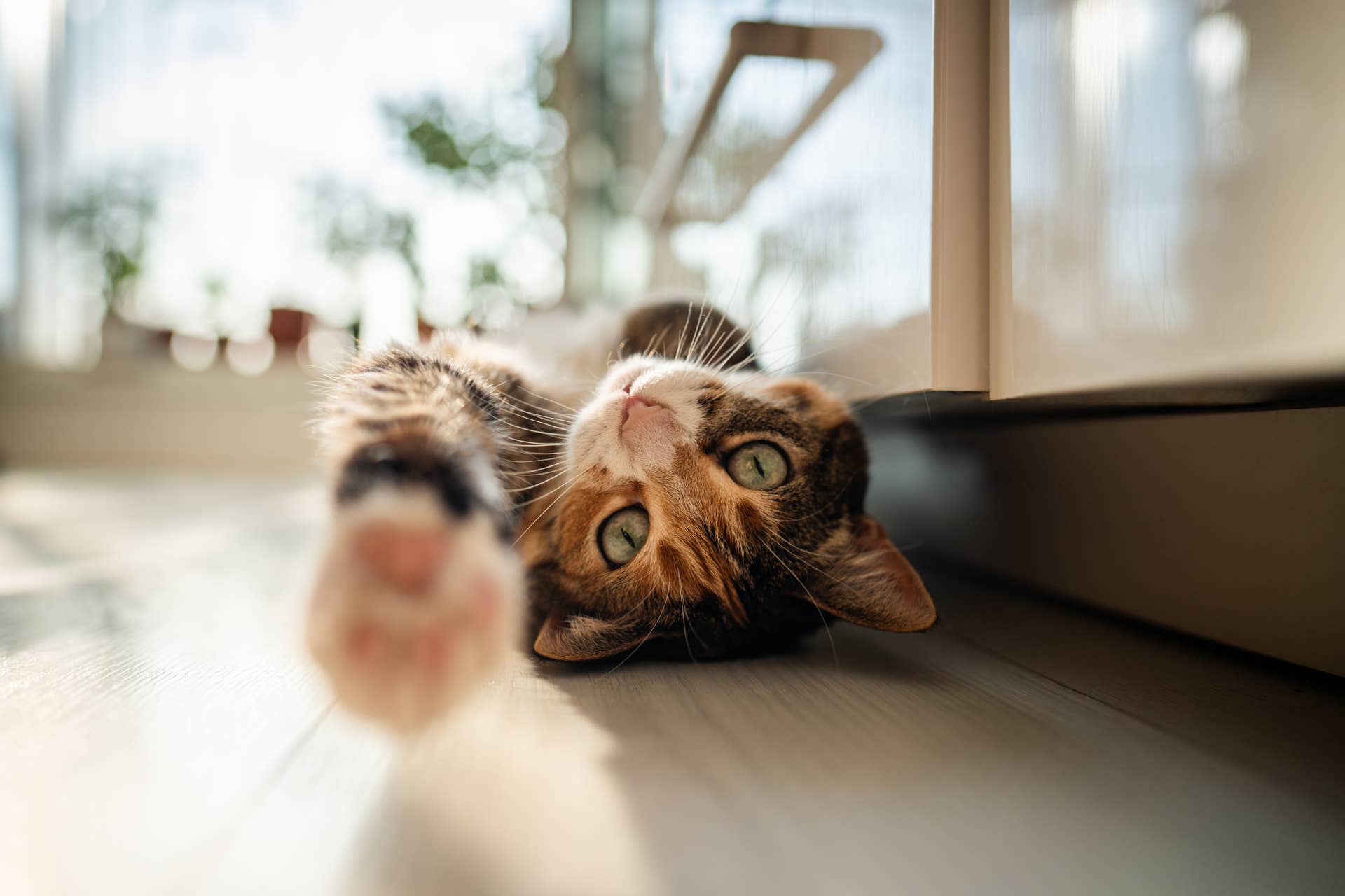 This Boho Cat Tree Doubles as Home Decor - PetHelpful
