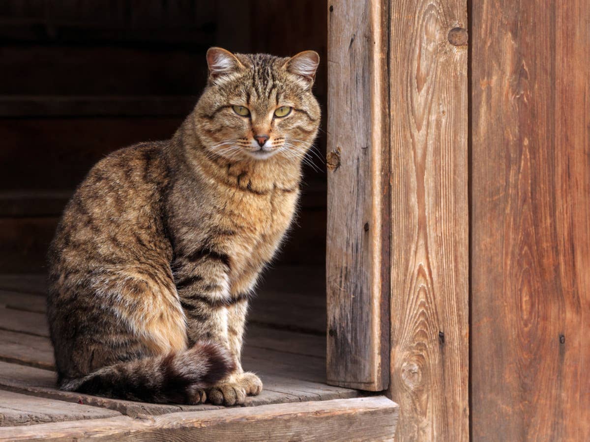 Tabby cat sitting in barn, barn cat.