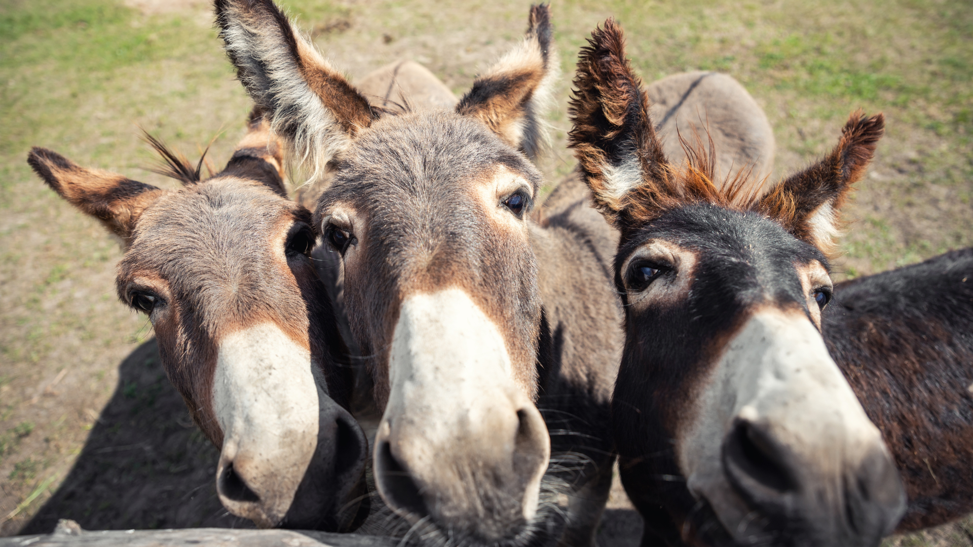 3 Donkeys Run Toward Each Other Crying With Joy While Reuniting After ...
