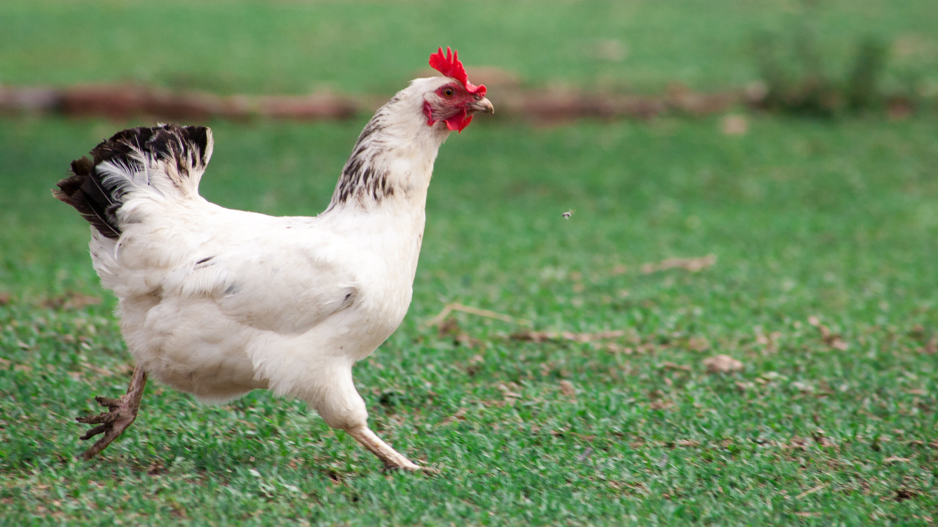 Chicken Sprinting Out the Coop to Lay Her Eggs in Private Is an ...