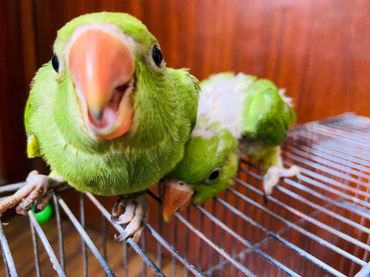 Parrot Singing About Being a 'Bad Boy' Will Make You Erupt With ...