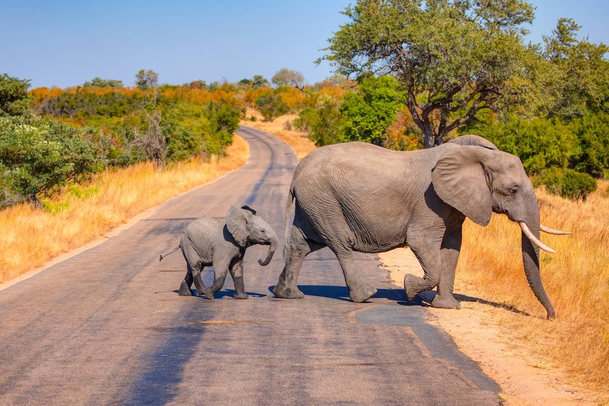Teeny-Tiny Baby Elephant Emerging From Herd on Safari Video Has