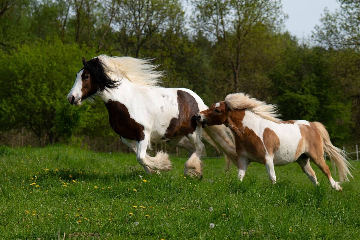 Miniature Horse - PetHelpful