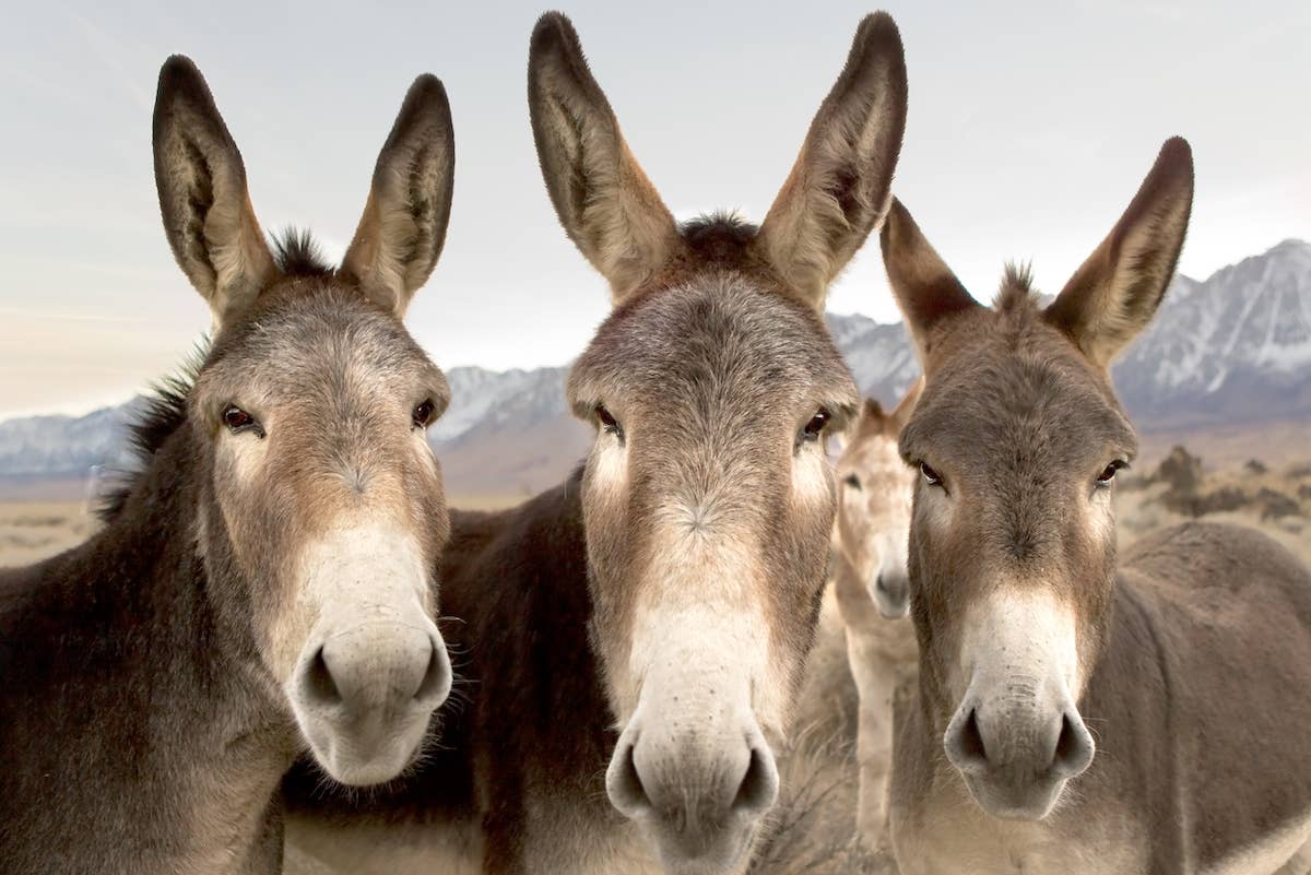 Sweet Donkeys Can't Come Running Fast Enough When Woman Serenades Them ...