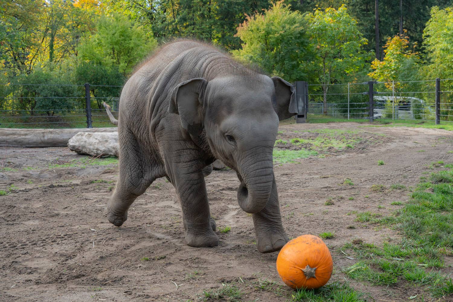 Baby Elephant Playing 'Soccer' With Pumpkin at Oregon Zoo Just Won