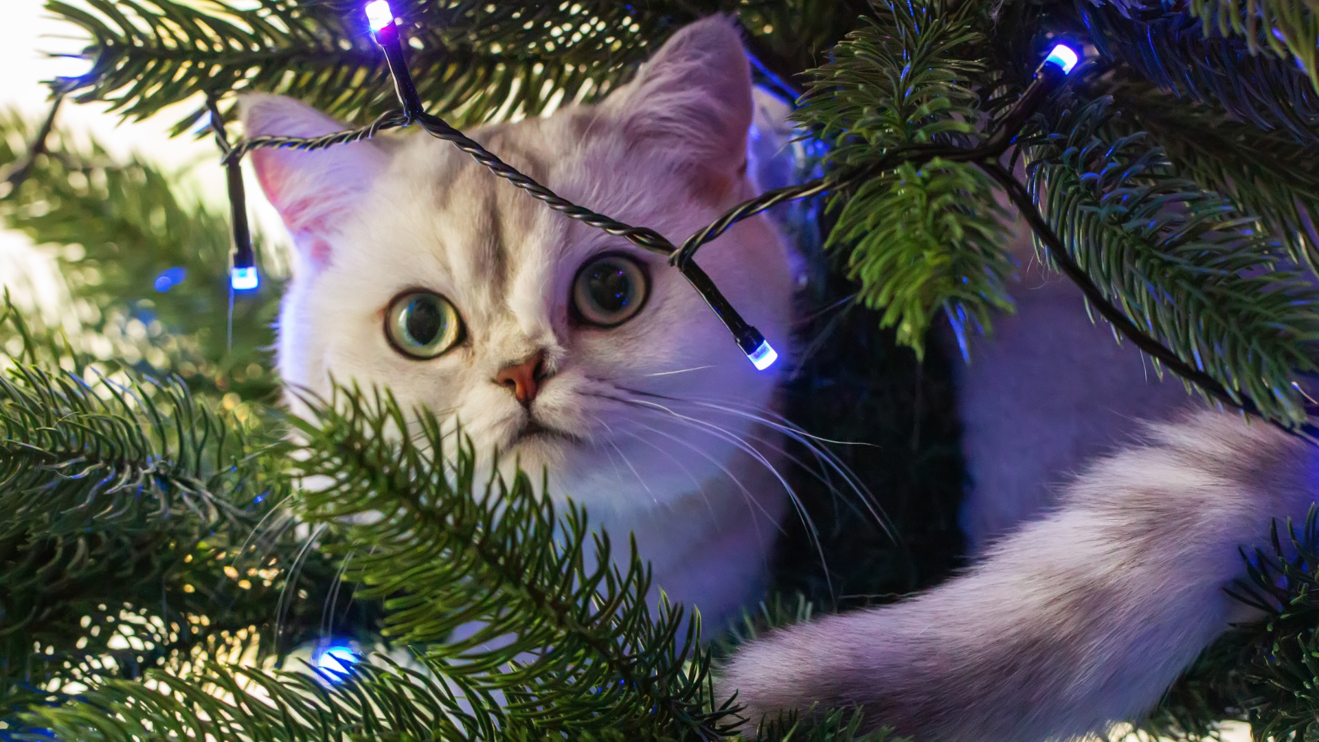 cat dressed as christmas tree I Waited a Year to Model This Holiday Dress