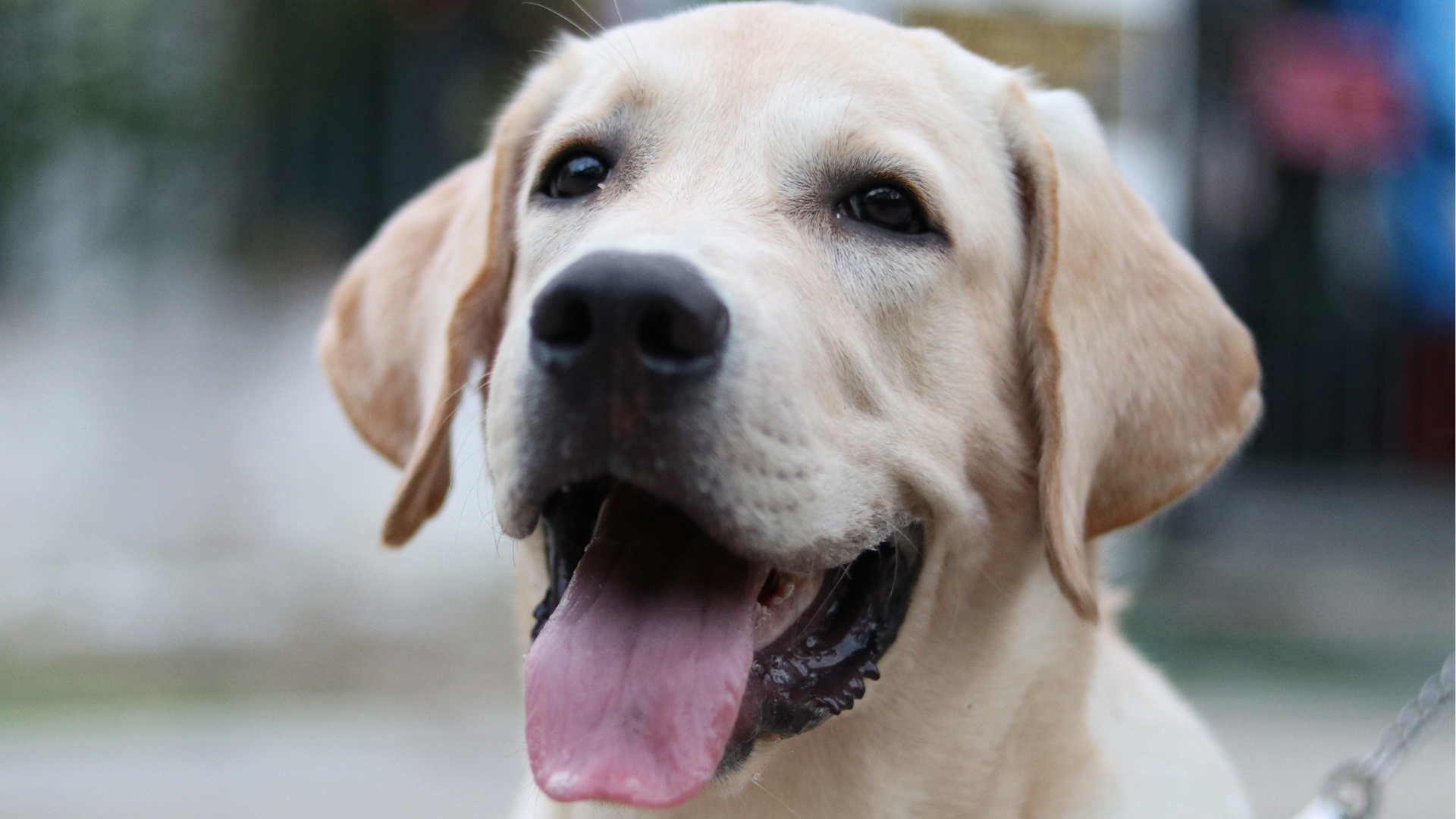 English Labrador Puppy Has Happy Hops Like a Bunny Rabbit & It’s Too ...