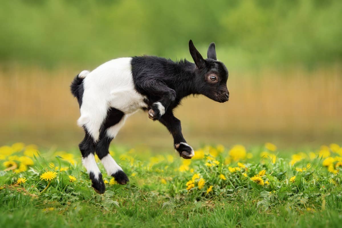 Baby Goat Adorably Attempts to Become Besties With Cat Who Is Totally ...