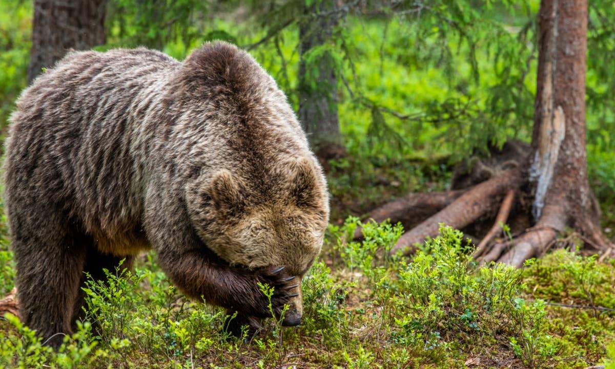 Grizzly Bear Trying to Scratch an Itch She Can’t Reach Is Cracking ...