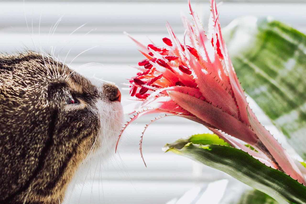 10 Houseplants Safe for Cats & Dogs (With Pictures) - PetHelpful