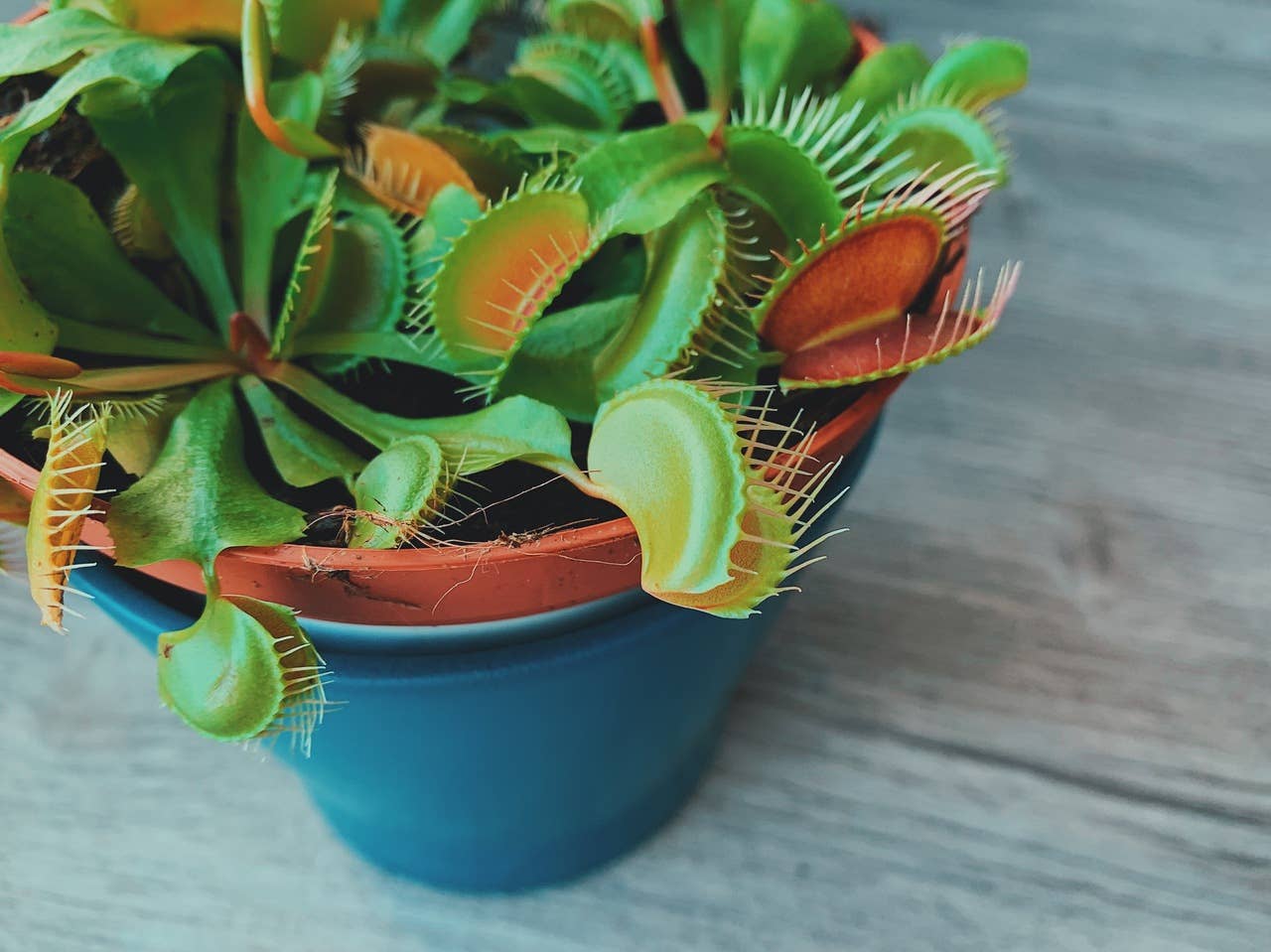 10 Houseplants Safe for Cats & Dogs (With Pictures) - PetHelpful