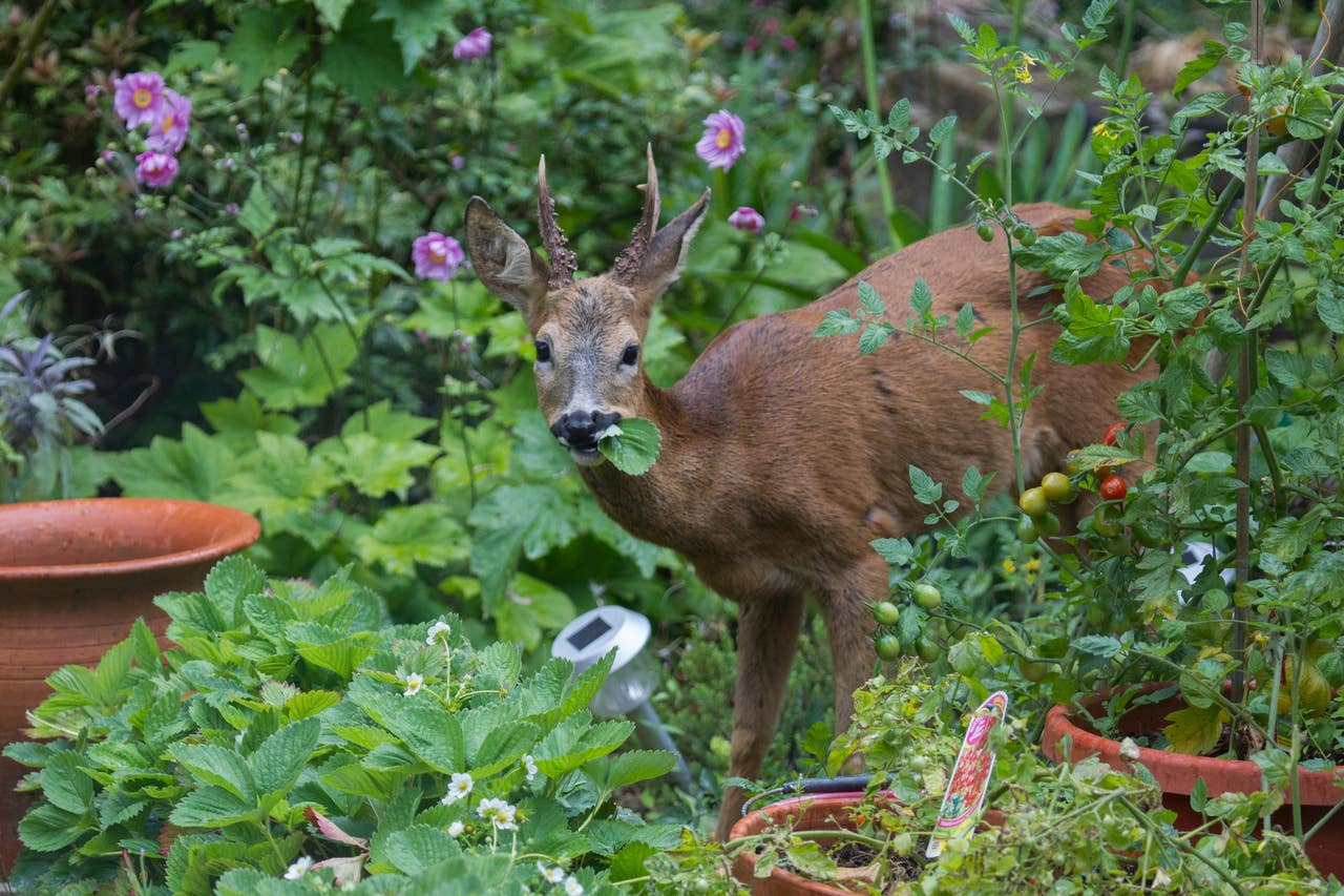 How to Make Friends With Deer and Earn Their Trust - PetHelpful