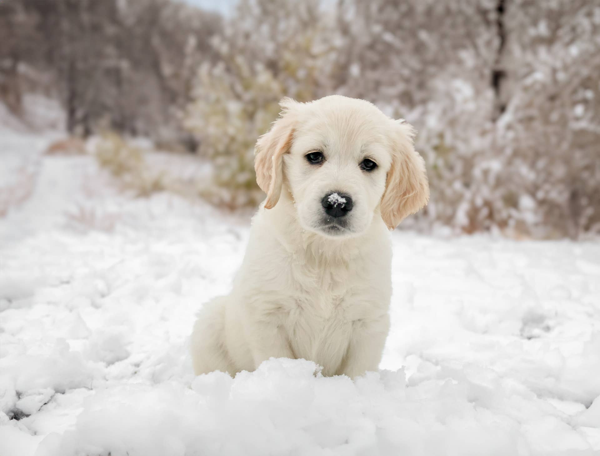 'Overly Emotional Golden Retriever' Gets Sad About Random Things ...