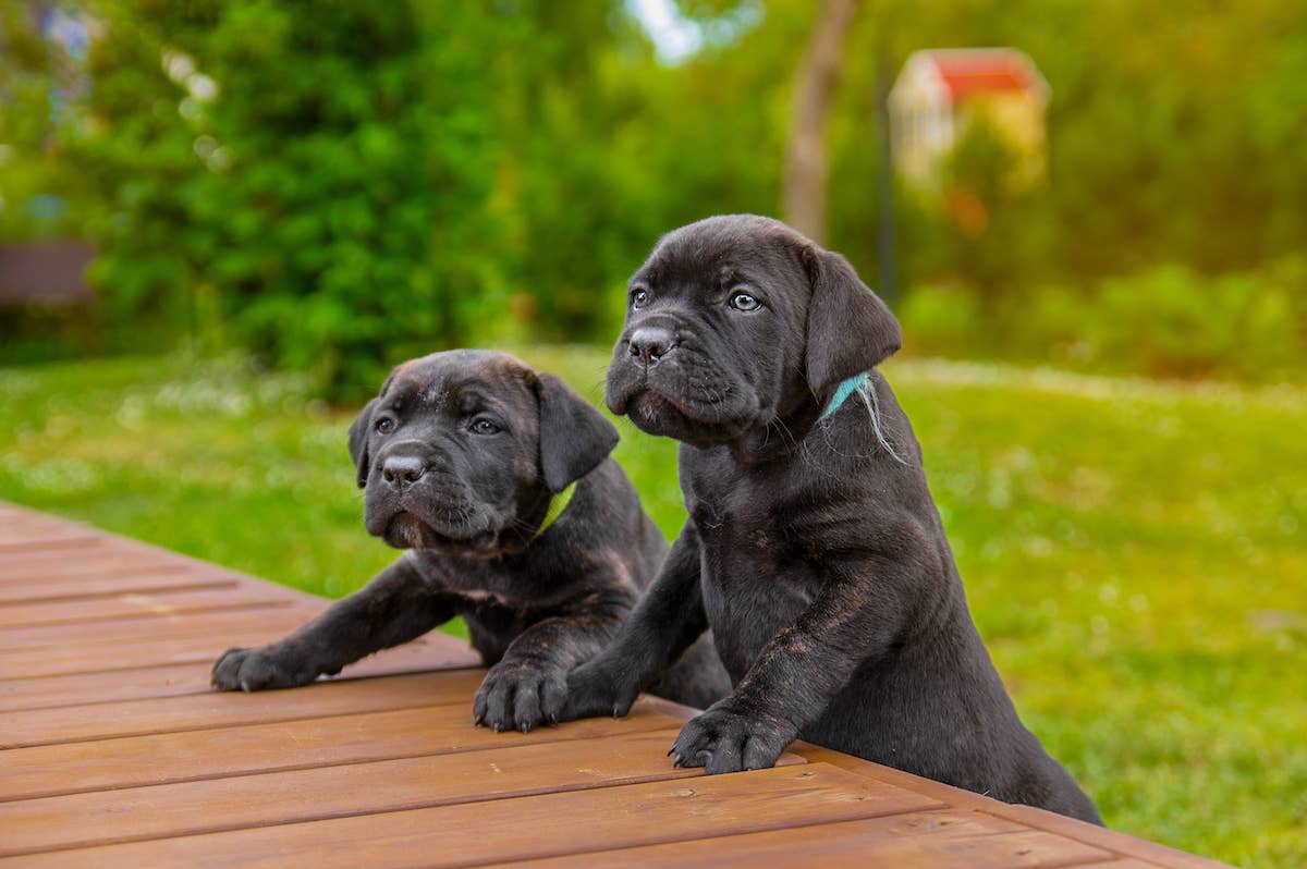 Cane Corso PetHelpful cane-corso-pethelpful