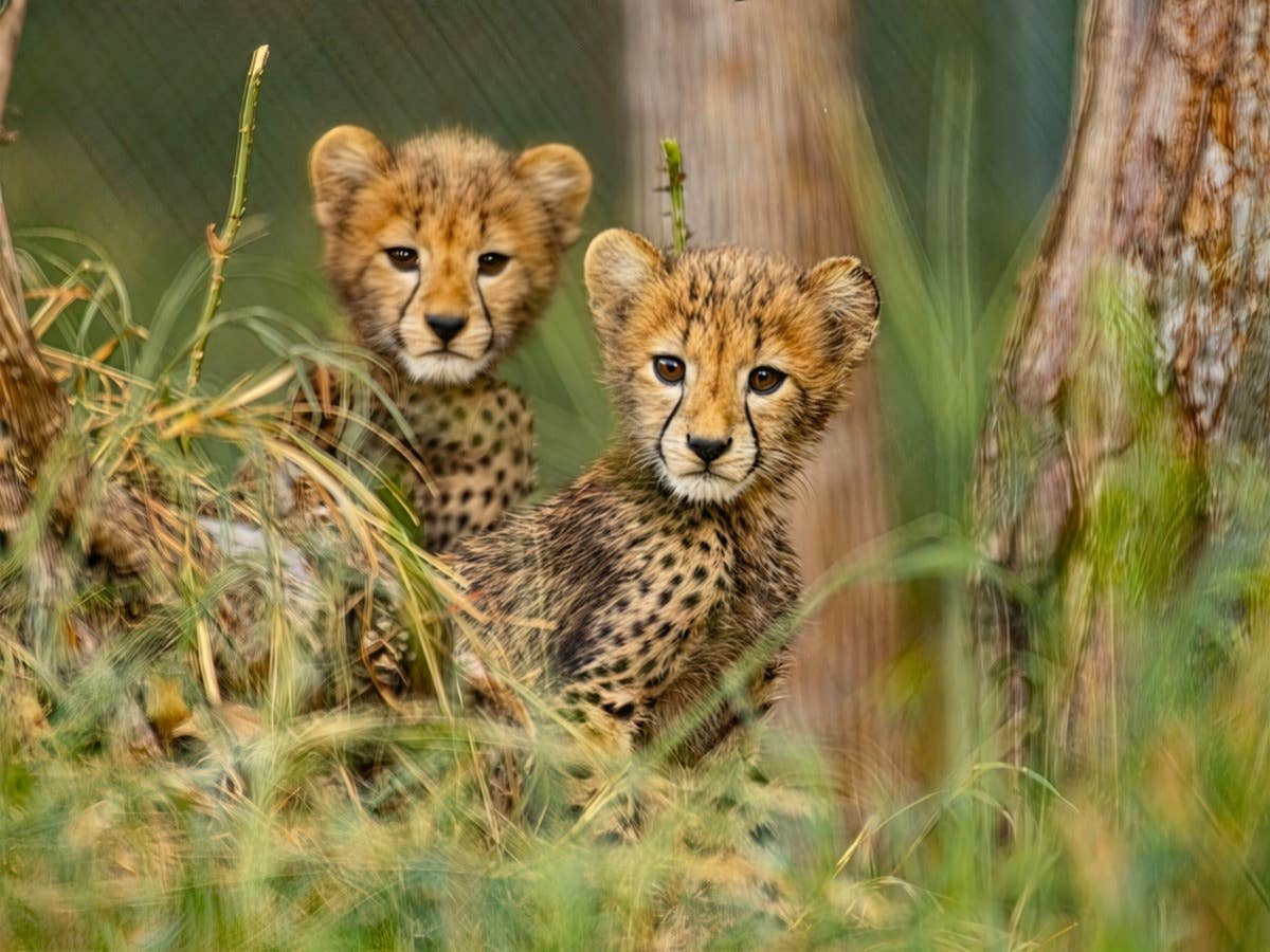 Cincinnati Zoo's Cheetah Cubs Are Adorably Terrified of Crawling