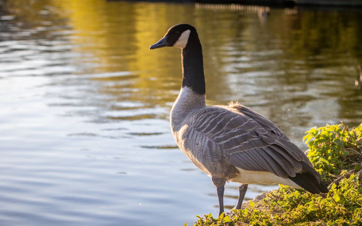 Wild Goose Decides to Join Backyard Duck Flock and Nobody Can Blame Her ...