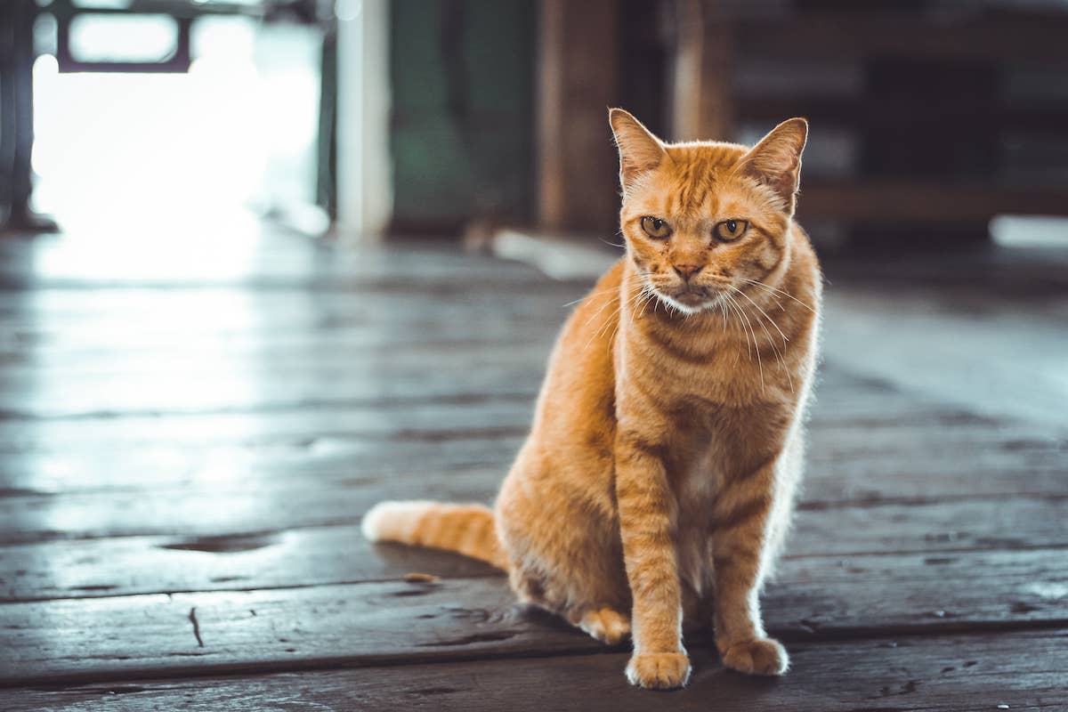 Golden Retriever and Orange Cat Caught in Hilarious Standoff Is a