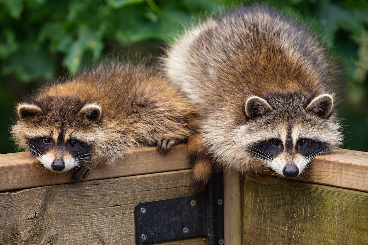 Rescue Raccoons' Greeting for Wildlife Rehab Staff Member Has Viewers ...