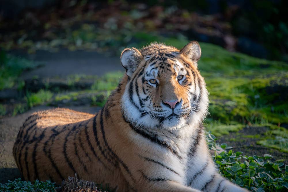 Tigers - PetHelpful
