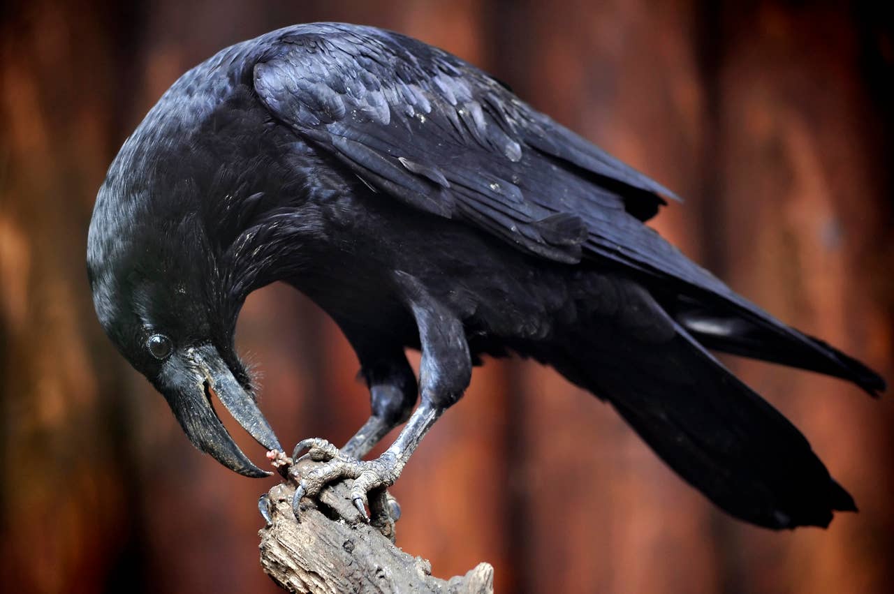 How to Befriend a Raven: Science Shows They Remember Faces - PetHelpful