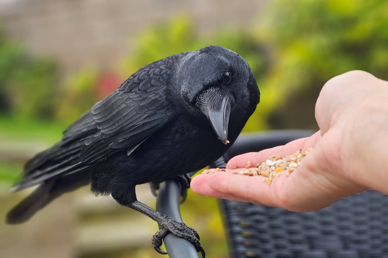 Raven Using Stick For Food How to Befriend a Raven: Science Shows They Remember Faces - PetHelpful