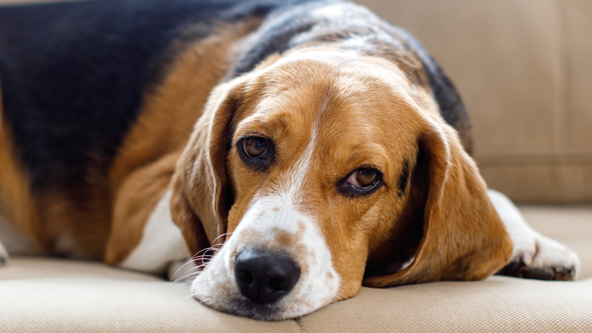 sad-beagle.png?profile=share4-3