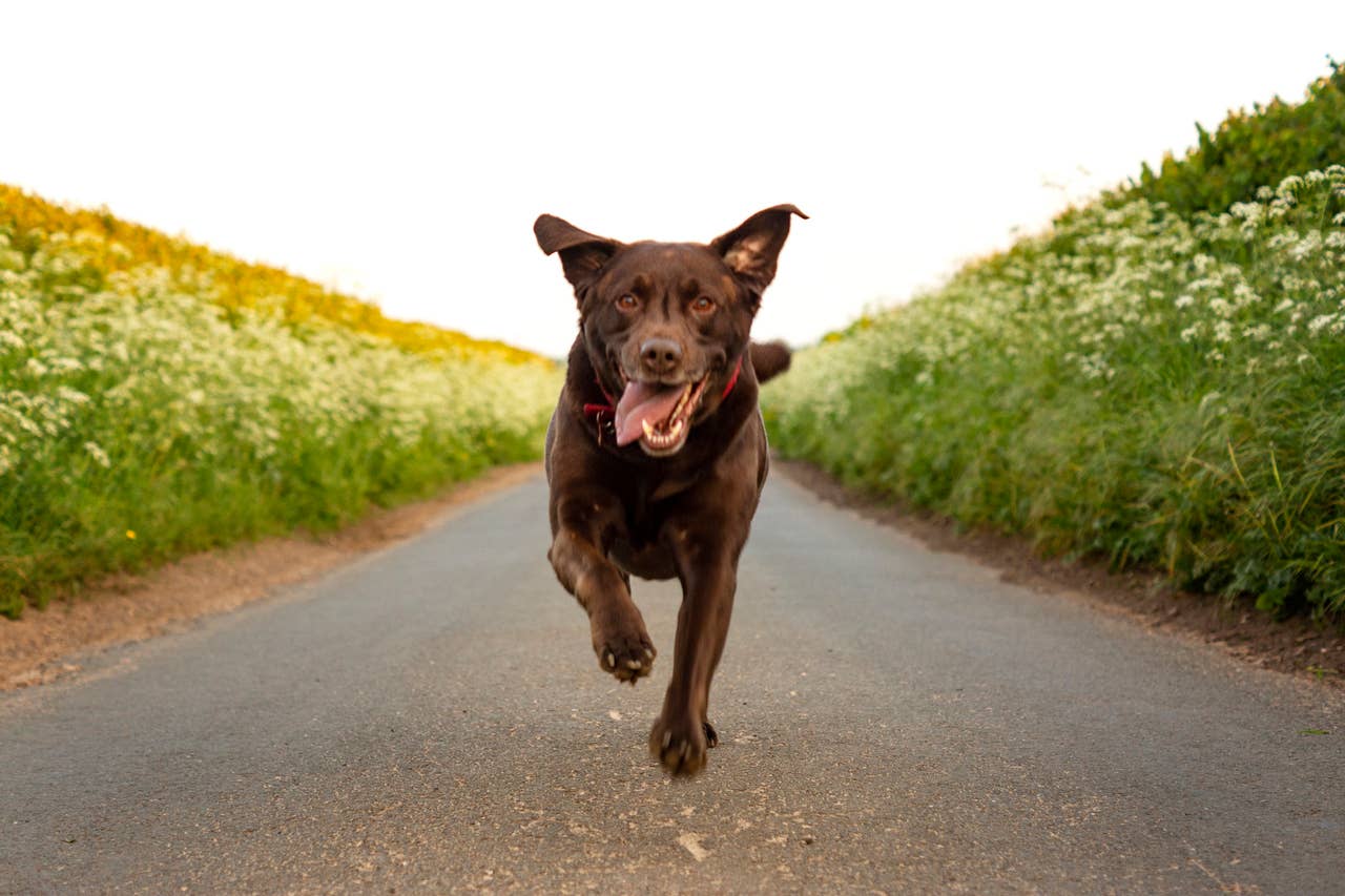 200+ Unique Brown Dog Names (Male & Female) - PetHelpful