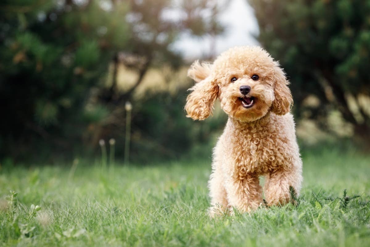 8-Week-Old Toy Poodle Learns to Use Button to Open Door and Let Herself ...