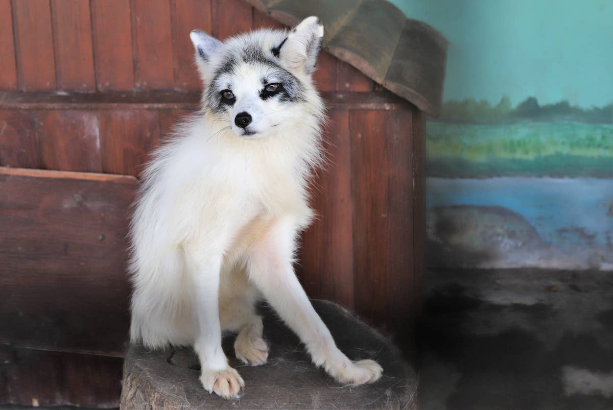 Tiny Fox Abandoned by Its Mother Finds a Second Chance Thanks to a ...